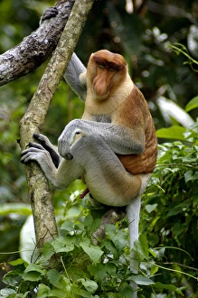 Adult male of Proboscis monkey doses in early morning Adult male of Proboscis monkey doses in early morning