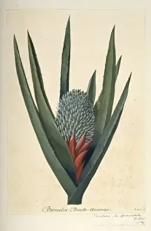 South American Plant Prints: Aechmea sphaerocephala