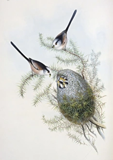 Aegithalos caudatus, long-tailed tit Aegithalos caudatus, long-tailed tit