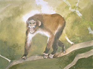 Aegyptopithecus zeuxis Aegyptopithecus zeuxis