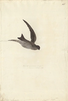 Aerodramus leucophaeus, Polynesian swiftlet Aerodramus leucophaeus, Polynesian swiftlet