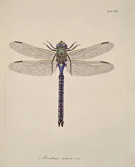 Aeshna sp. Dragonflies Print (1840)