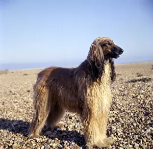 Prints of Unusual Friends - Afghan hound on a pebbly beach. 1950s Afghan Hound Prints: Afghan Hound on a Pebbly Beach Print, 1950s