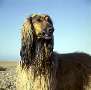Afghan hound with wet fur on a beach Afghan hound with wet fur on a beach