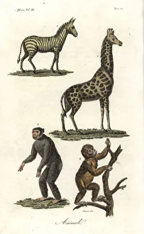 African animals: zebra, giraffe, chimpanzee African animals: zebra, giraffe, chimpanzee