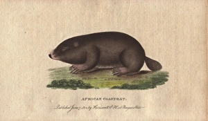 African coast rat or Cape mole rat, Georychus capensis African coast rat or Cape mole rat, Georychus capensis