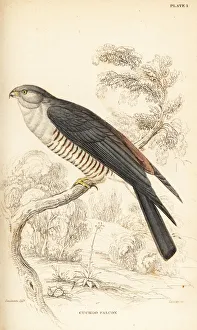 African cuckoo-hawk, Aviceda cuculoides African cuckoo-hawk, Aviceda cuculoides