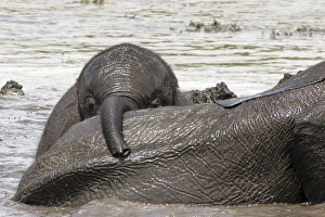 African Elephant - Baby playing after heavy rain African Elephant - Baby playing after heavy rain