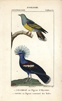 African green pigeon, Treron calvus, and blue African green pigeon, Treron calvus, and blue