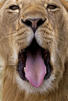 African Lion - lioness with mouth open African Lion - lioness with mouth open
