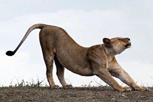 African Lion - lioness stretching before hunt African Lion - lioness stretching before hunt