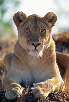 African Lioness - close up of female African Lioness - close up of female