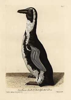 African penguin, Spheniscus demersus African penguin, Spheniscus demersus