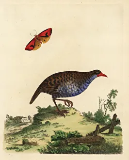 African rail, Rallus caerulescens and clymene moth African rail, Rallus caerulescens and clymene moth