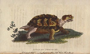 African tortoise, Psammobates geometricus African tortoise, Psammobates geometricus