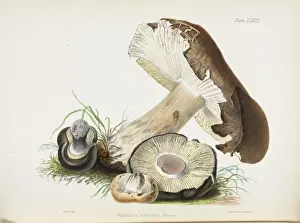 Bracket Fungi Species Prints: Agaricus adustus