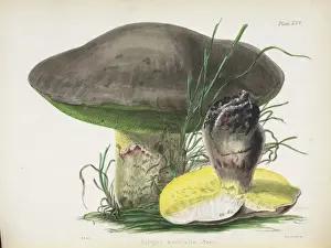 Agaricus mutabilis Print from Illustrations of British Mycology