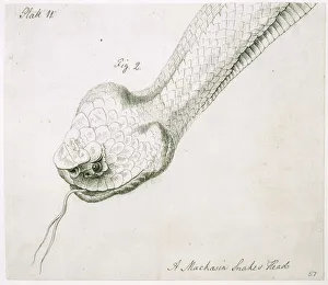 Agkistrodon piscivorus, cottonmouth snake Agkistrodon piscivorus, cottonmouth snake