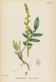 Medicinal Herbs Images Prints: Agrimonia Eupatoria
