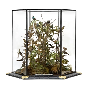 Agyrtria brevirostris, hummingbird display Agyrtria brevirostris, hummingbird display