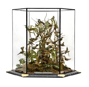 Agyrtria leucocaster, hummingbird display Agyrtria leucocaster, hummingbird display