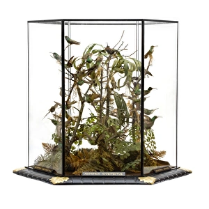 Agyrtria niveipectus, hummingbird display Agyrtria niveipectus, hummingbird display