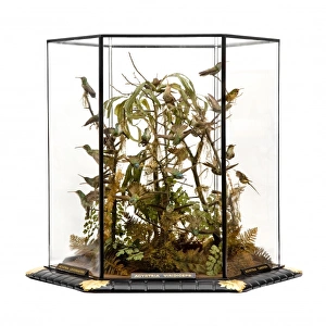 Agyrtria viridiceps, hummingbird display Agyrtria viridiceps, hummingbird display
