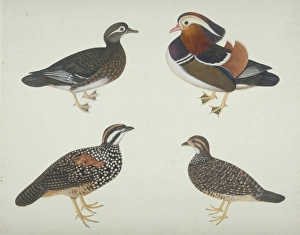 Aix galericulata, Mandarin duck and other birds Aix galericulata, Mandarin duck and other birds