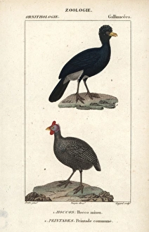 Alagoas curassow, Mitu mitu (extinct in the Alagoas curassow, Mitu mitu (extinct in the