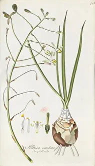 Historical Botanical Prints Online Prints: Albuca caudata