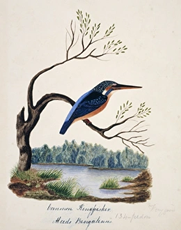 Alcedo atthis bengalensis, common kingfisher Alcedo atthis bengalensis, common kingfisher
