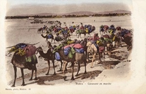 Algeria - Biskra - Camel Caravan on the move Algeria - Biskra - Camel Caravan on the move