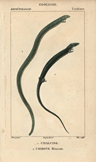 Algerian cylindrical skink, Chalcides chalcides Algerian cylindrical skink, Chalcides chalcides