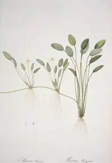 Pierre Joseph Redoute Prints: Alisma natans
