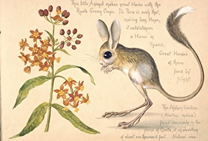 Allactaga euphratica, Euphrates jerboa Allactaga euphratica, Euphrates jerboa