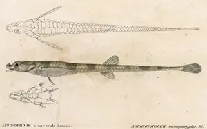 Historical Marine Life Prints: Alligator Fish