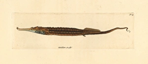 Alligator pipefish, Syngnathoides biaculeatus Alligator pipefish, Syngnathoides biaculeatus