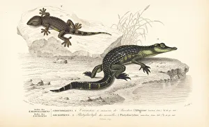 Alligator and wall gecko Alligator and wall gecko
