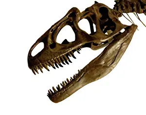 Prints of A detail of the skull of Allosaurus, the Upper Jurassic carnivorous dinosaur that lived 153 to 135 million years ago. On display at the Natural History Museum, London Carnivora Prints: Allosaurus Cranium Print, Upper Jurassic Dinosaur Skull