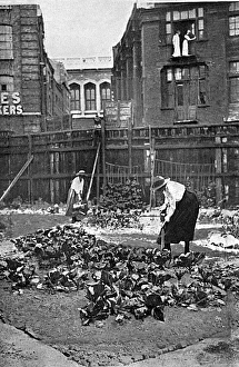 Allotments in Fleet Street, London, WW1 Allotments in Fleet Street, London, WW1
