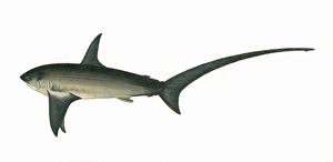 Alopias vulpinus, or common thresher Alopias vulpinus, or common thresher