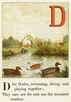 Alphabet Print: D for Ducks Swimming