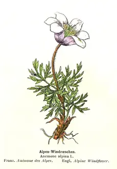 Alpine Anemone Prints: Alpine Anemone