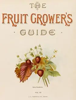 Wild Strawberries Prints: Alpine Strawberries