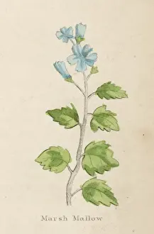 Medicinal Herbs Pictures Prints: Althaea Officinalis