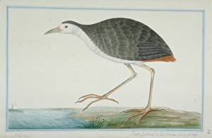 Amaurornis phoenicurus, white-breasted waterhen Amaurornis phoenicurus, white-breasted waterhen