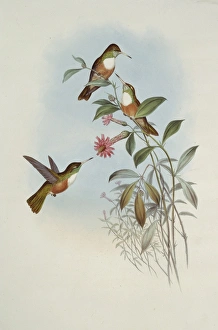 Amazilia amazilia dumerilii, Amazilia hummingbird Amazilia amazilia dumerilii, Amazilia hummingbird
