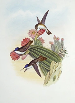 Amazilia violiceps, violet-crowned hummingbird Amazilia violiceps, violet-crowned hummingbird