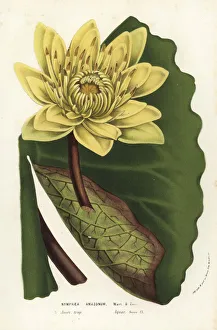 Amazon water-lily, Nymphaea amazonum Amazon water-lily, Nymphaea amazonum