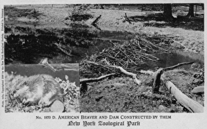 American beaver in the New York Zoological Park American beaver in the New York Zoological Park